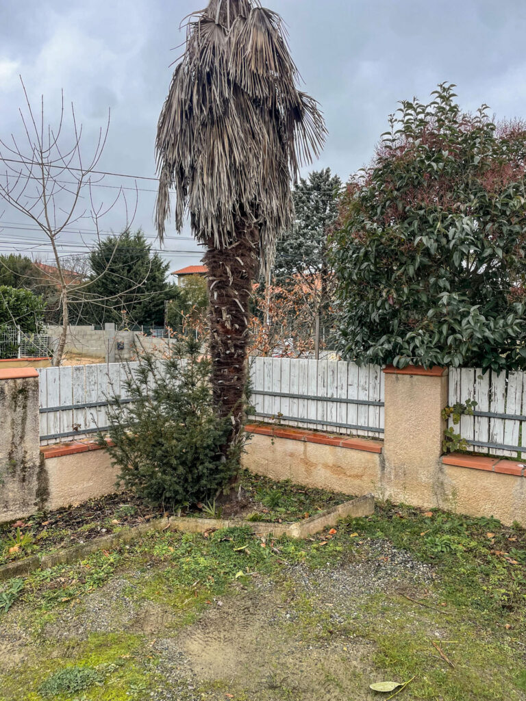 Abattage palmier landes