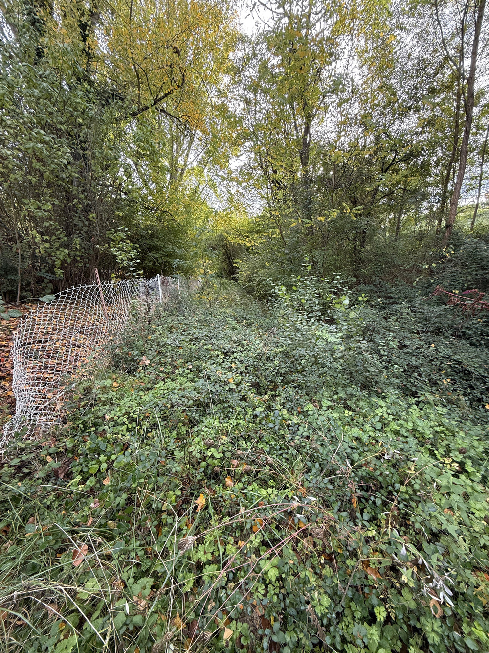 Remise en eÌtat jardin landes avant